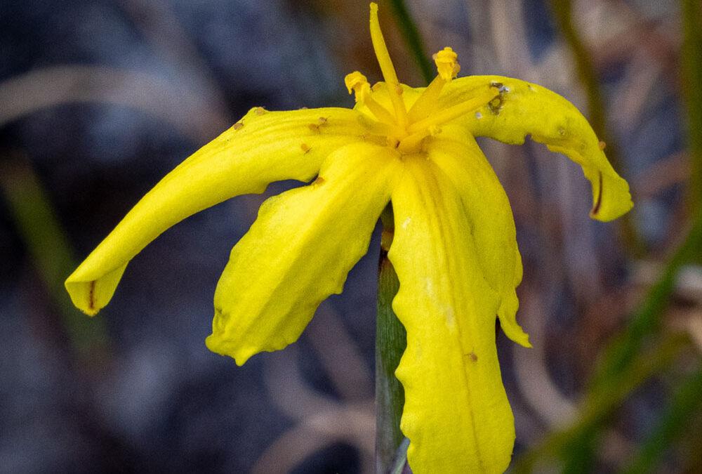 Bobartia filiformis