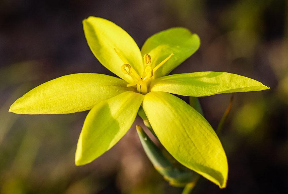 Bobartia gladiata