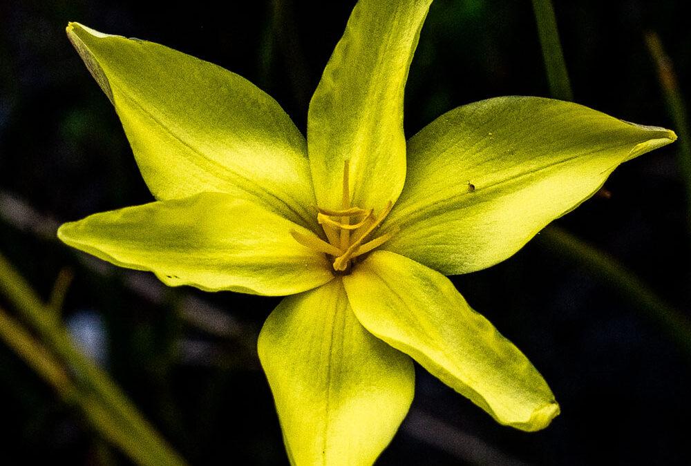 Bobartia indica