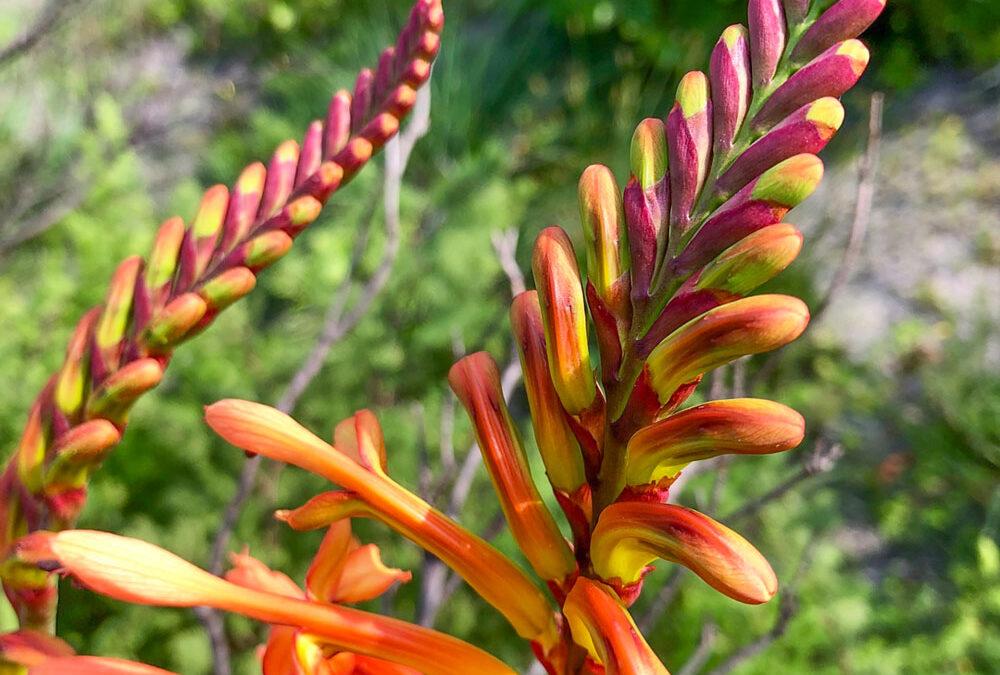 Chasmanthe floribunda