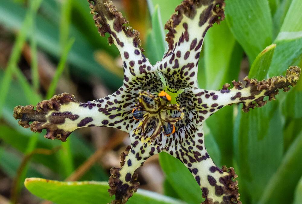 Ferraria crispa