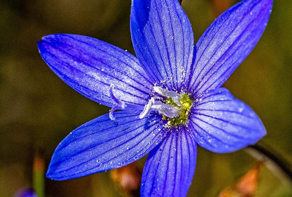Geissorhiza aspera