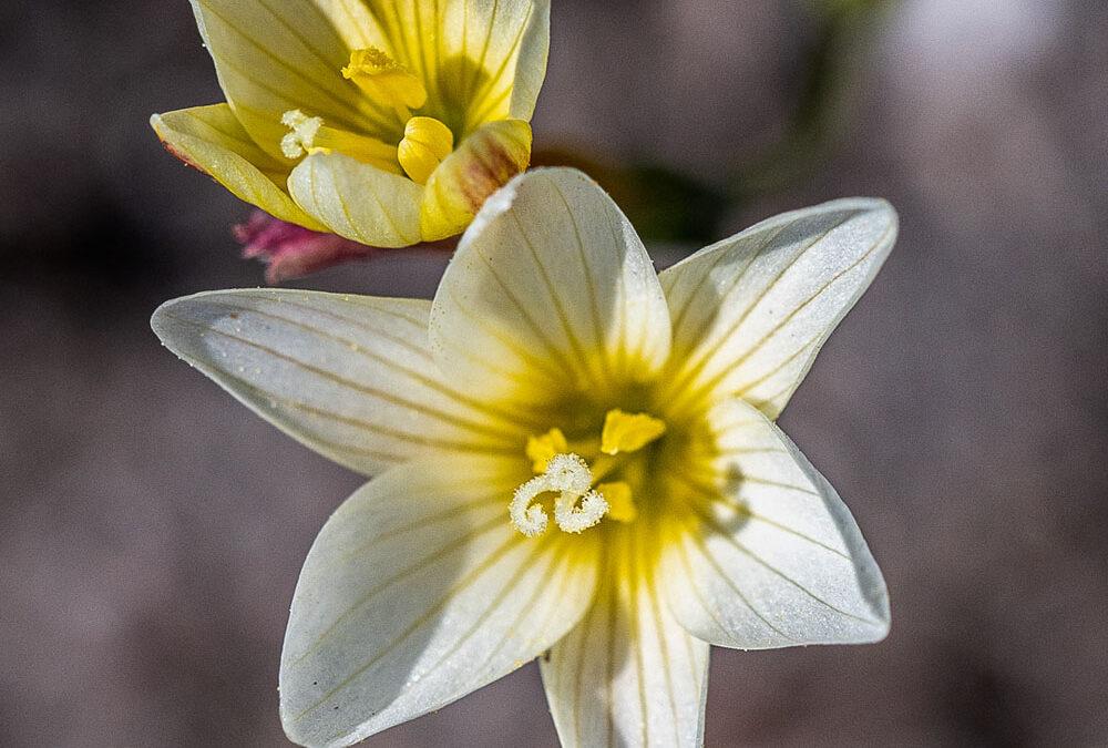 Geissorhiza juncea