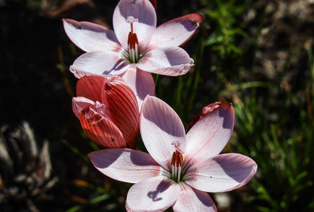 Geissorhiza ovata