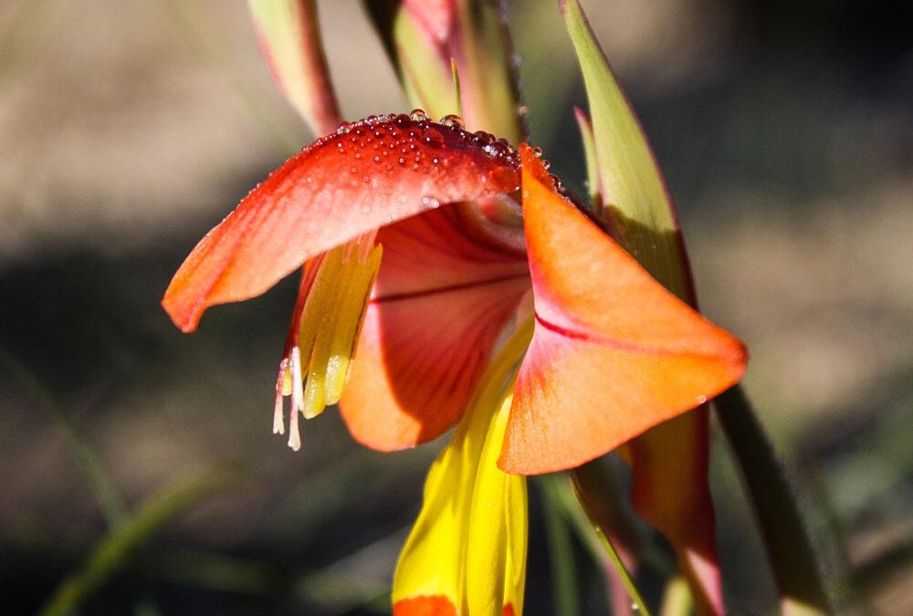 Gladiolus alatus