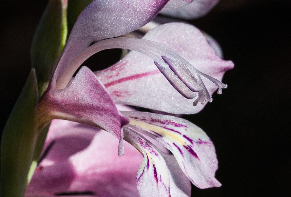 Gladiolus brevifolius