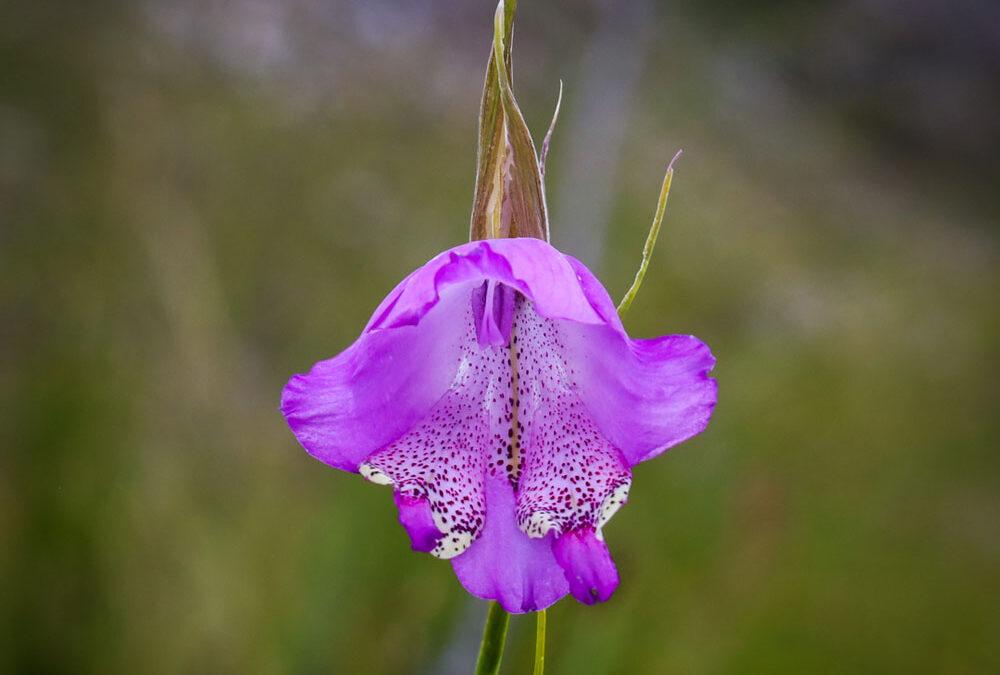 Gladiolus bullatus