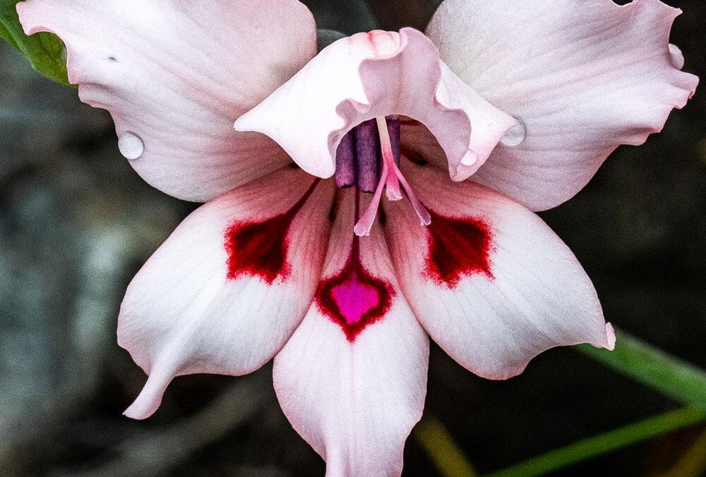 Gladiolus carneus