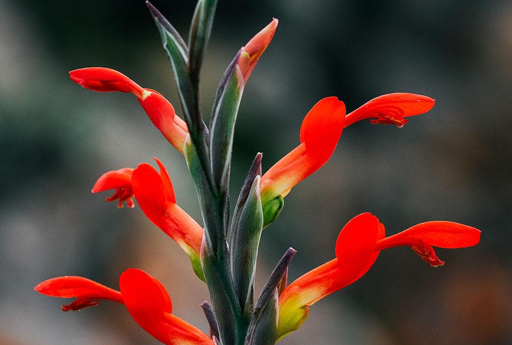 Gladiolus cunonius