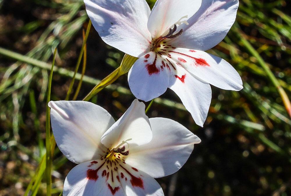 Gladiolus debilis