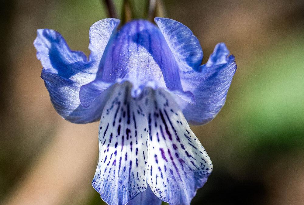 Gladiolus gracilis