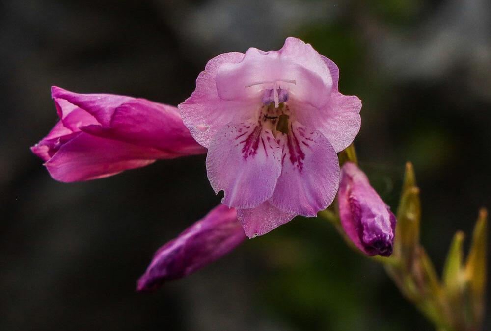 Gladiolus hirsutus
