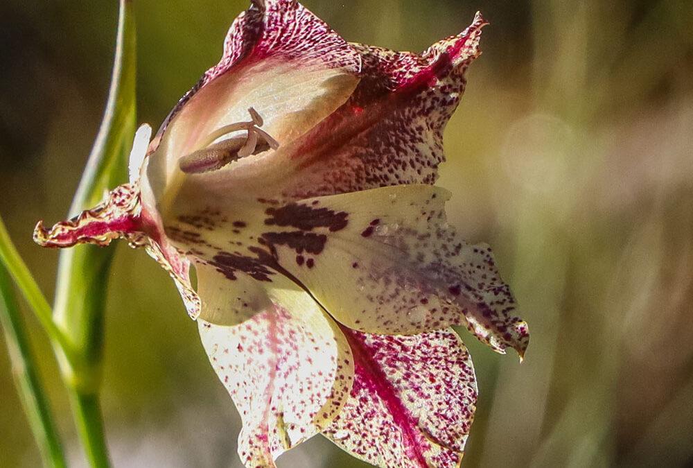 Gladiolus maculatus