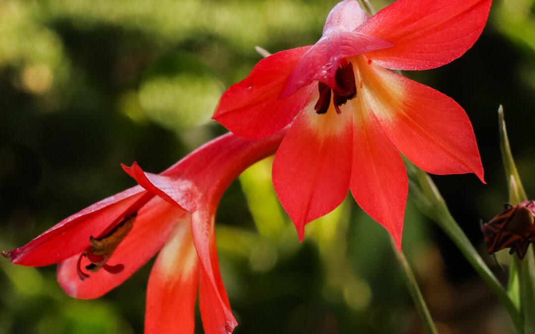 Gladiolus priorii