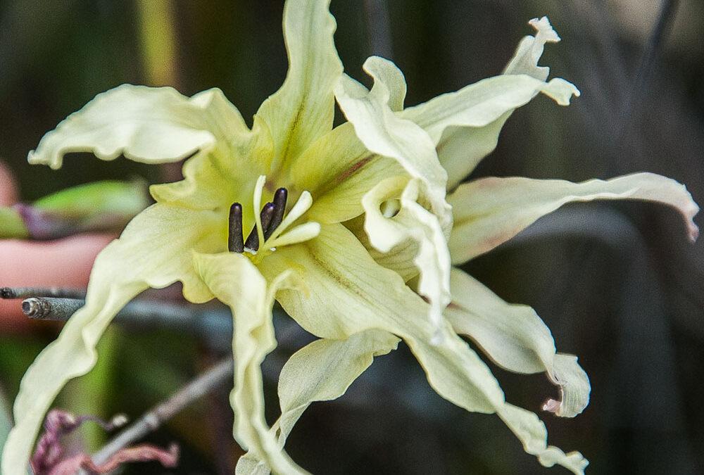 Gladiolus undulatus