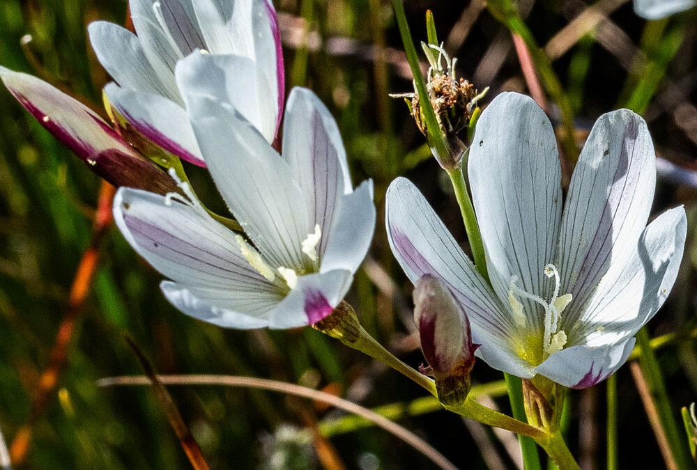 Hesperantha falcata