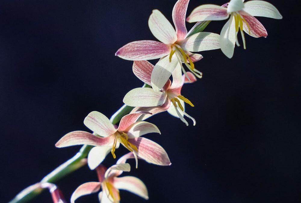 Hesperantha radiata