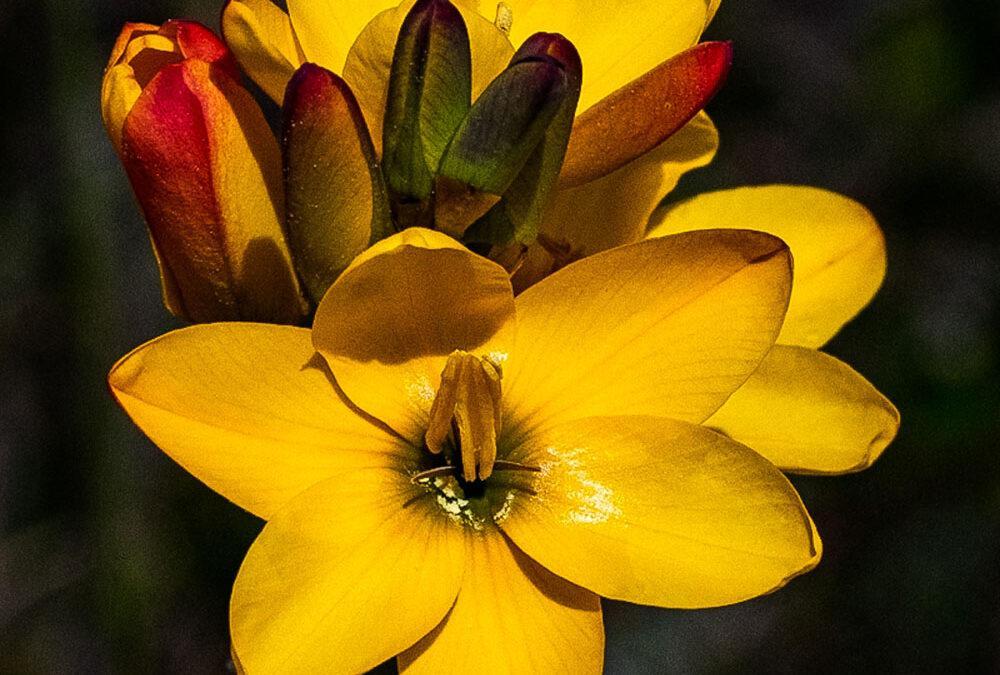 Ixia dubia