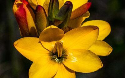 Ixia dubia