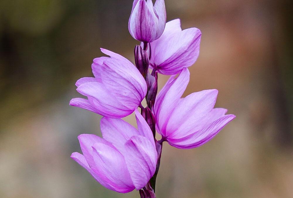 Ixia micrandra