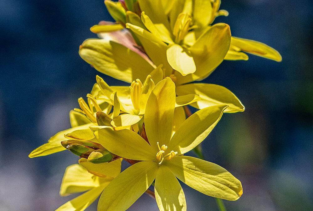 Ixia odorata