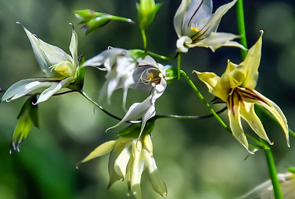 Melasphaerula graminea