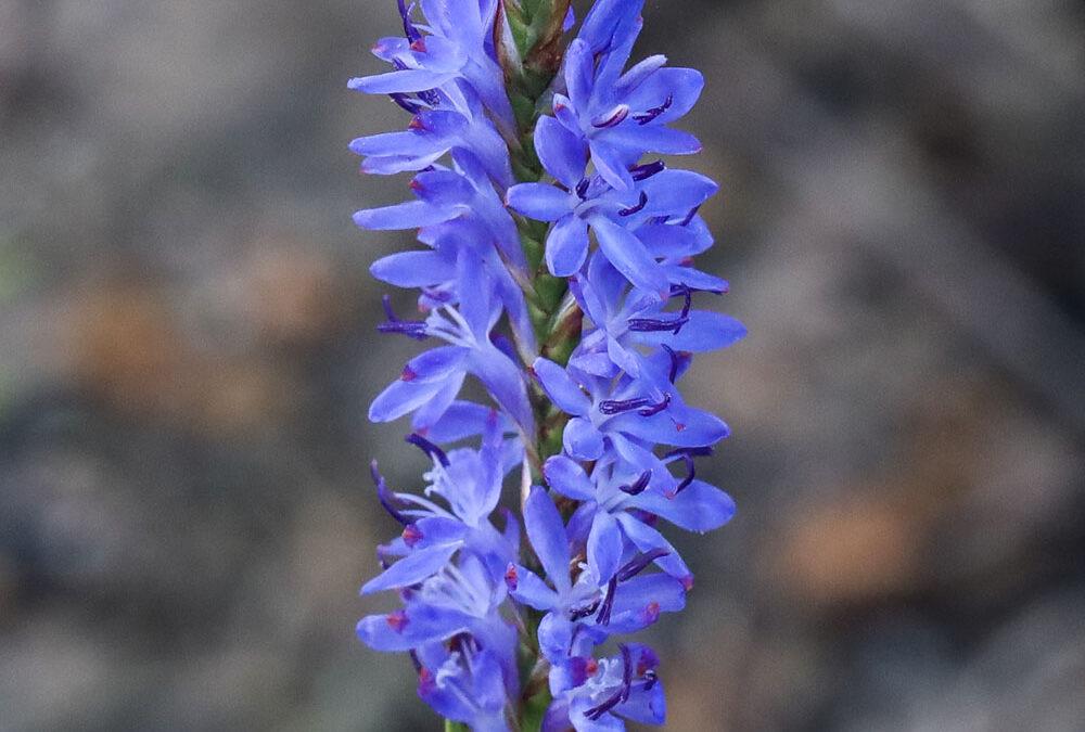 Micranthus plantagineus