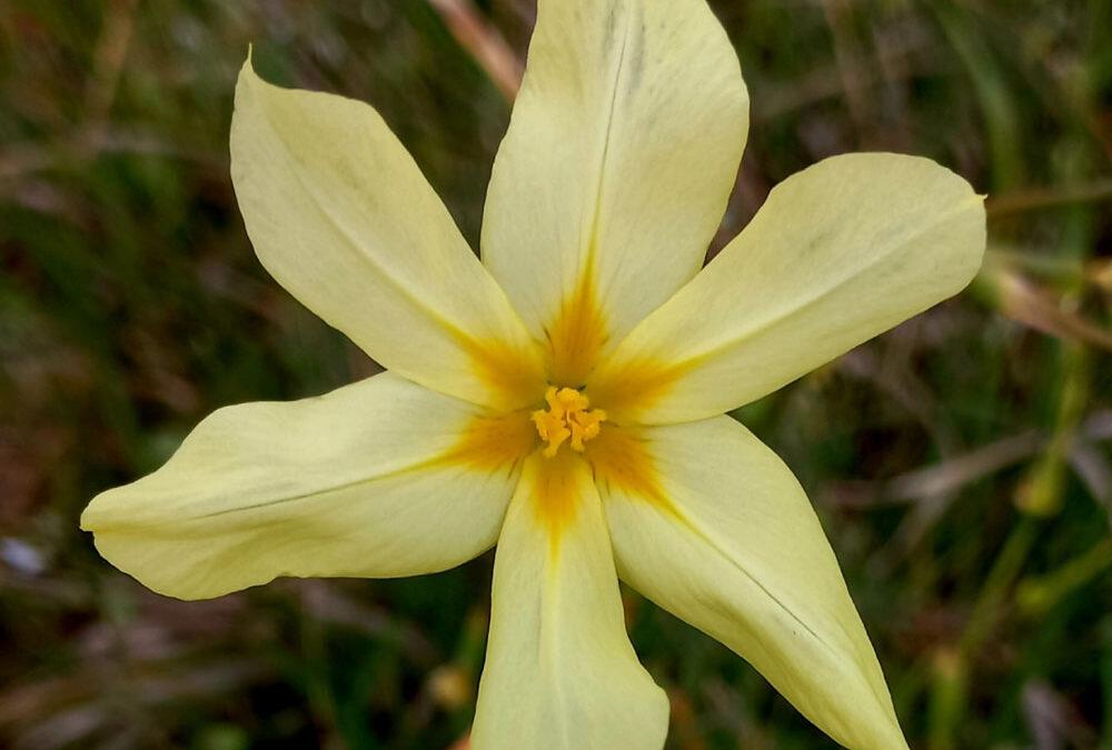 Moraea collina