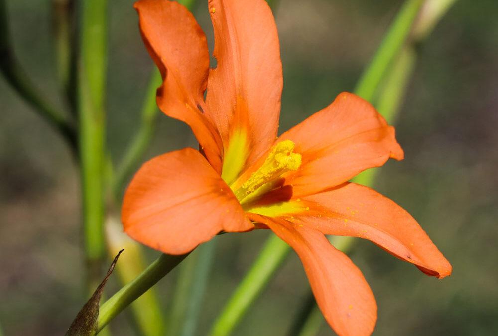 Moraea flaccida