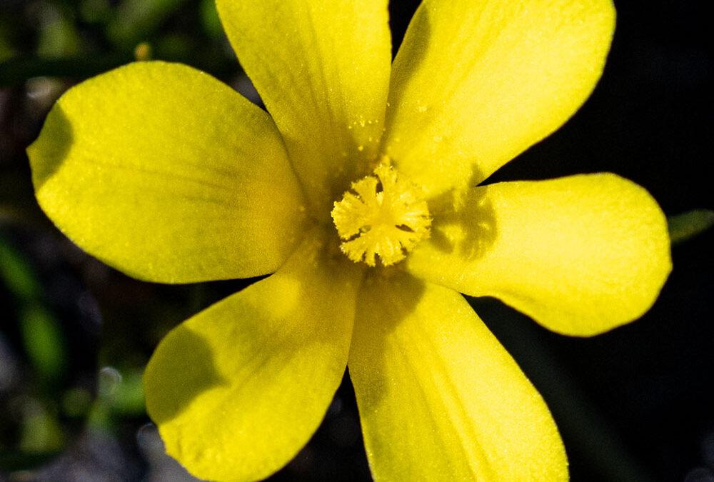 Moraea fugacissima