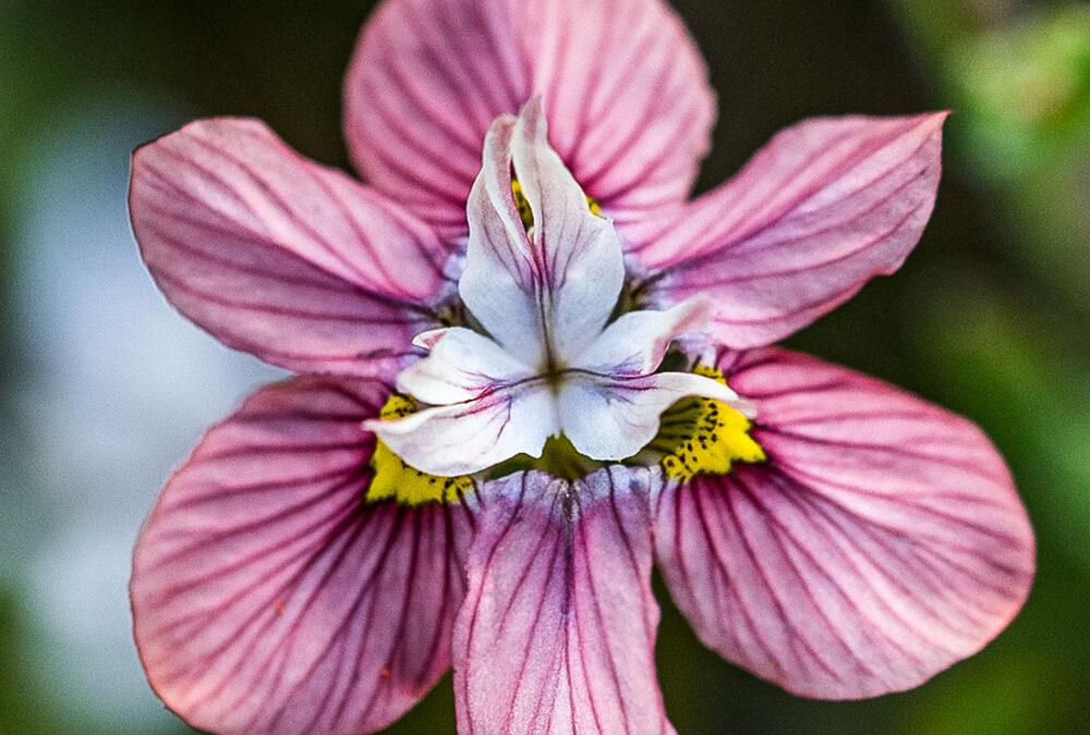 Moraea gawleri