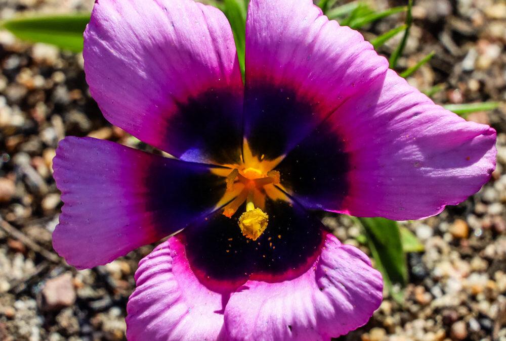 Moraea melanops