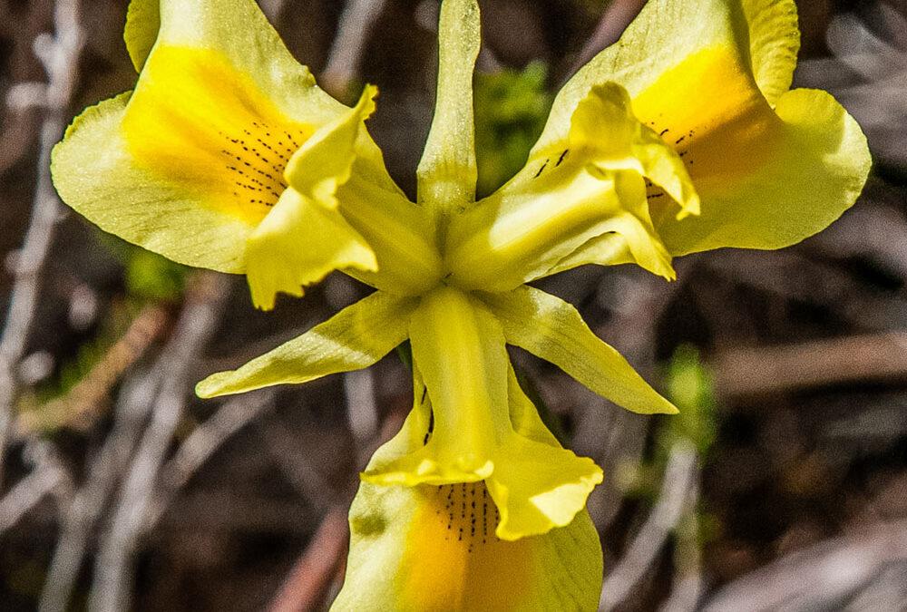 Moraea neglecta