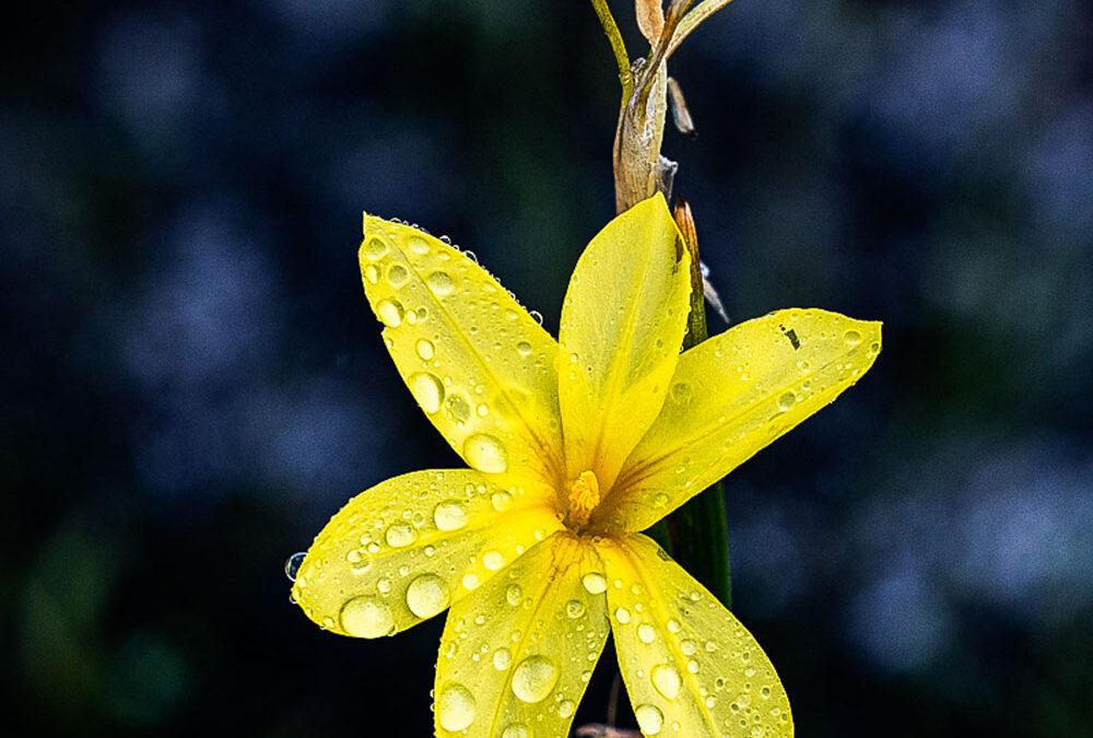 Moraea pyrophila