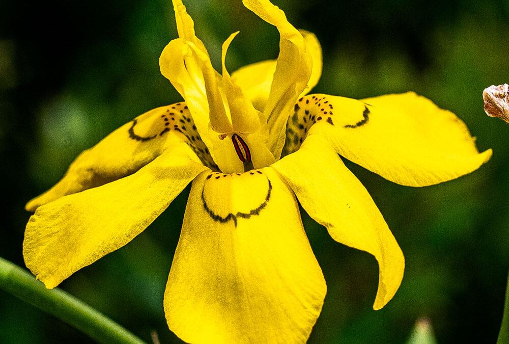 Moraea ramosissima