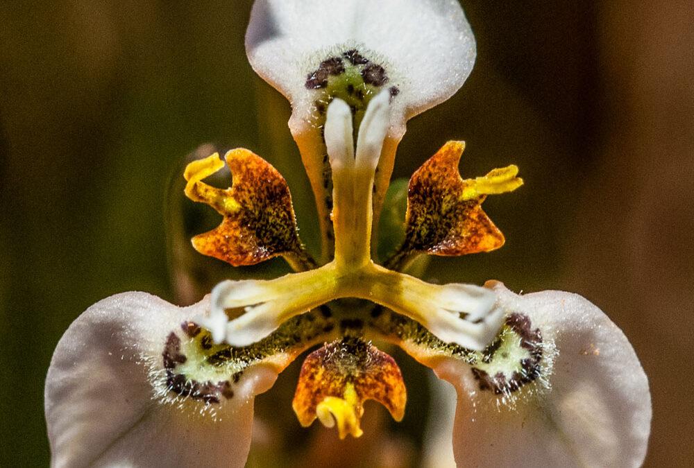 Moraea tricuspidata