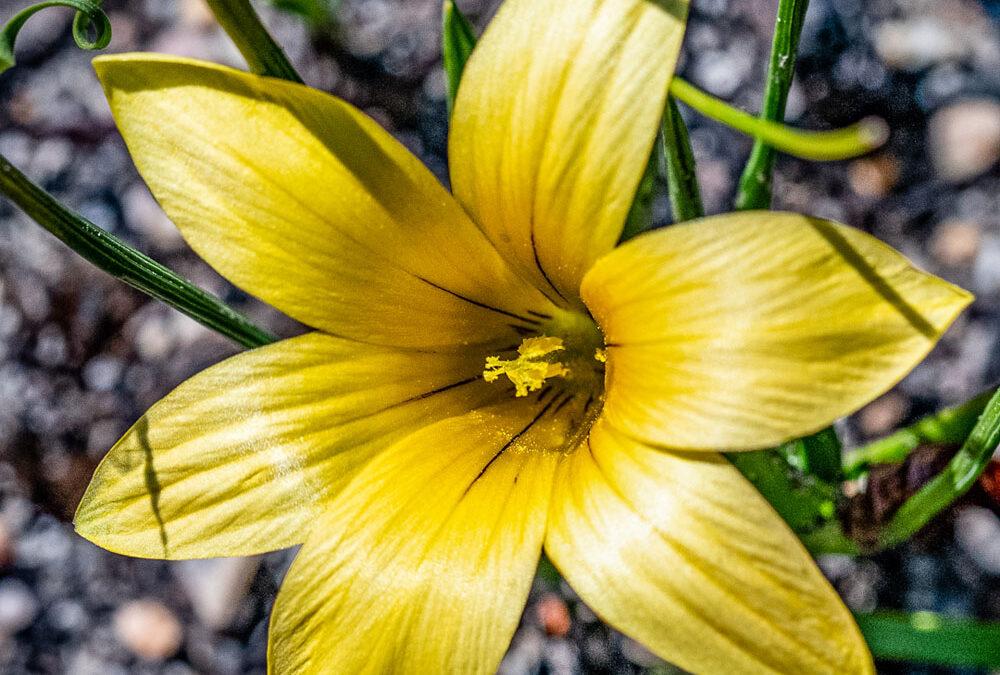Romulea flava