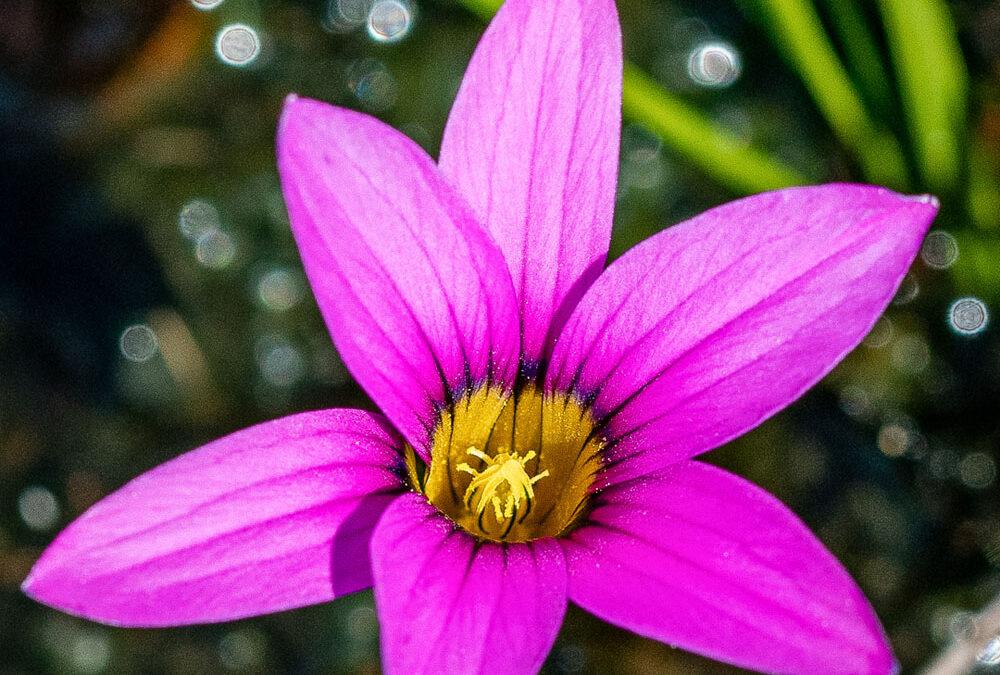 Romulea rosea var. rosea