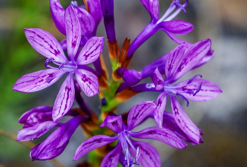 Thereianthus bracteolatus
