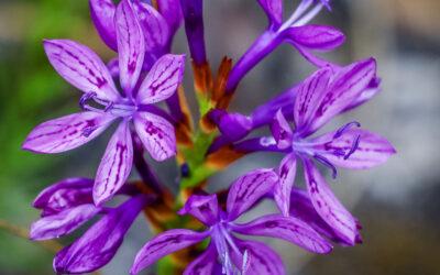 Thereianthus bracteolatus