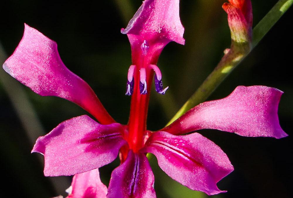Tritoniopsis lata