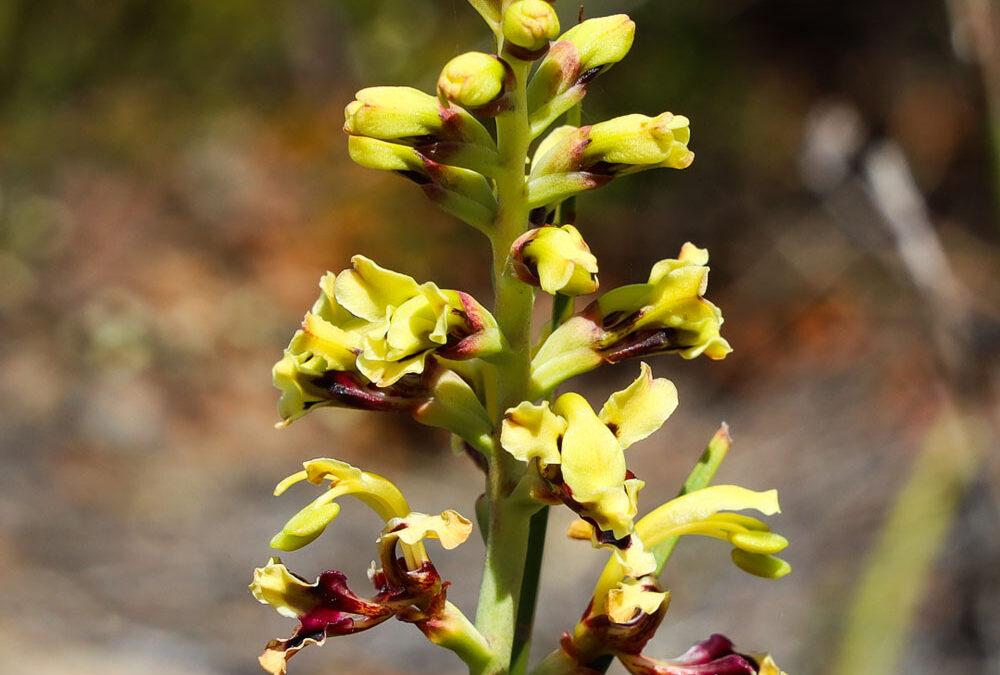 Tritoniopsis parviflora