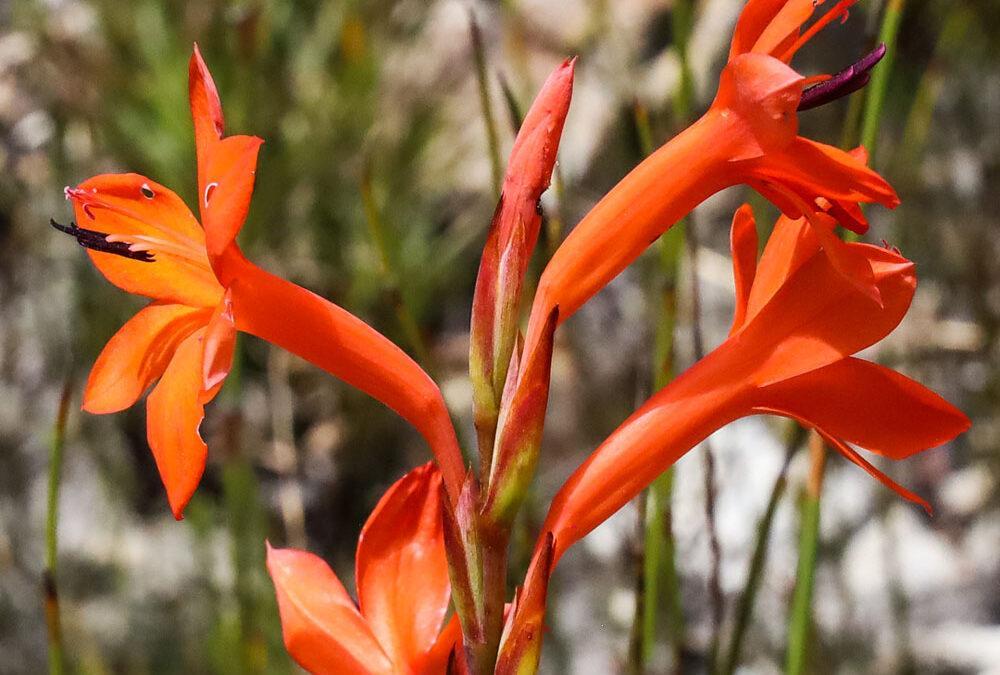 Watsonia angusta