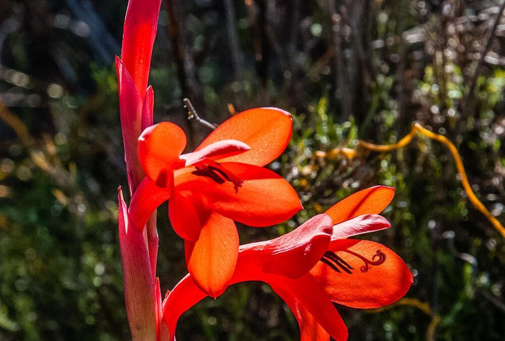 Watsonia coccinea