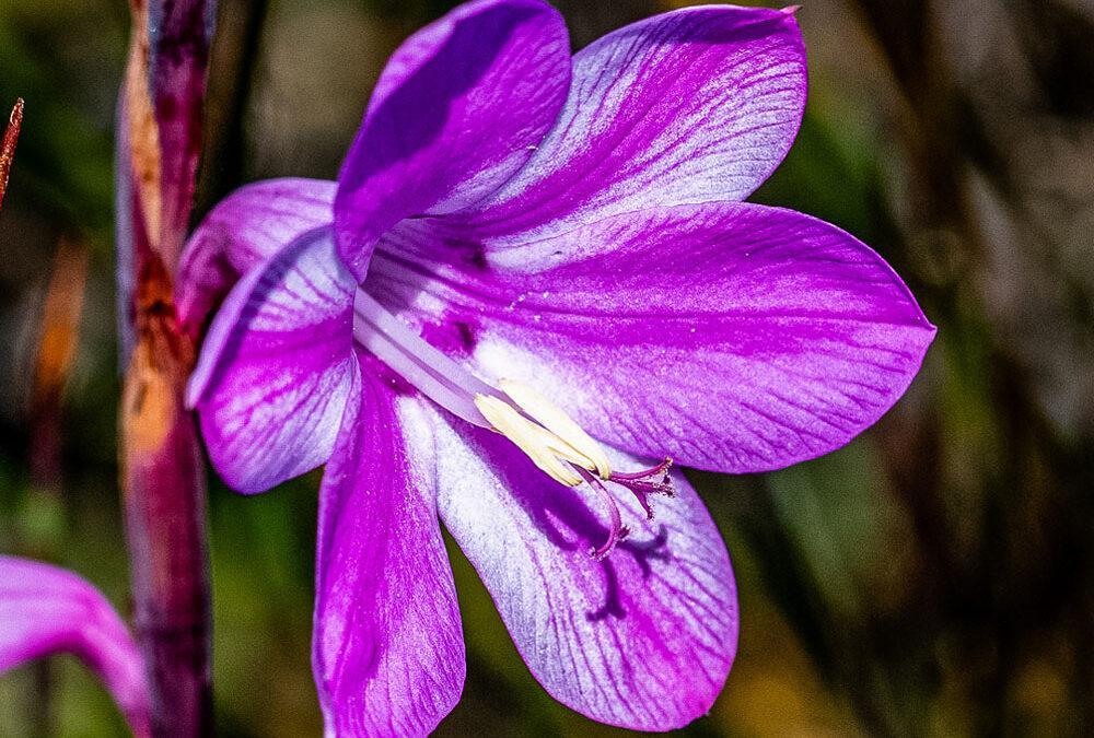 Watsonia laccata