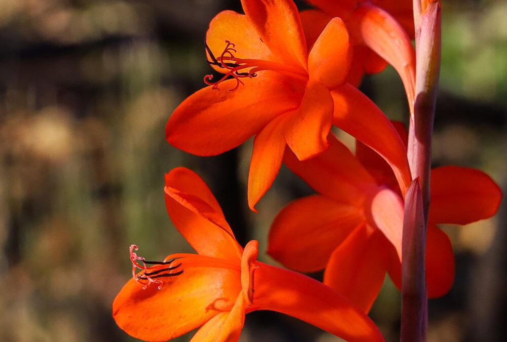 Watsonia schlechteri