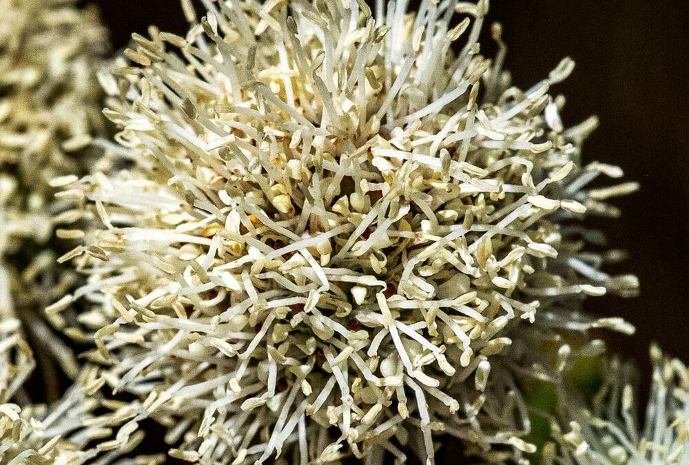 Berzelia ecklonii
