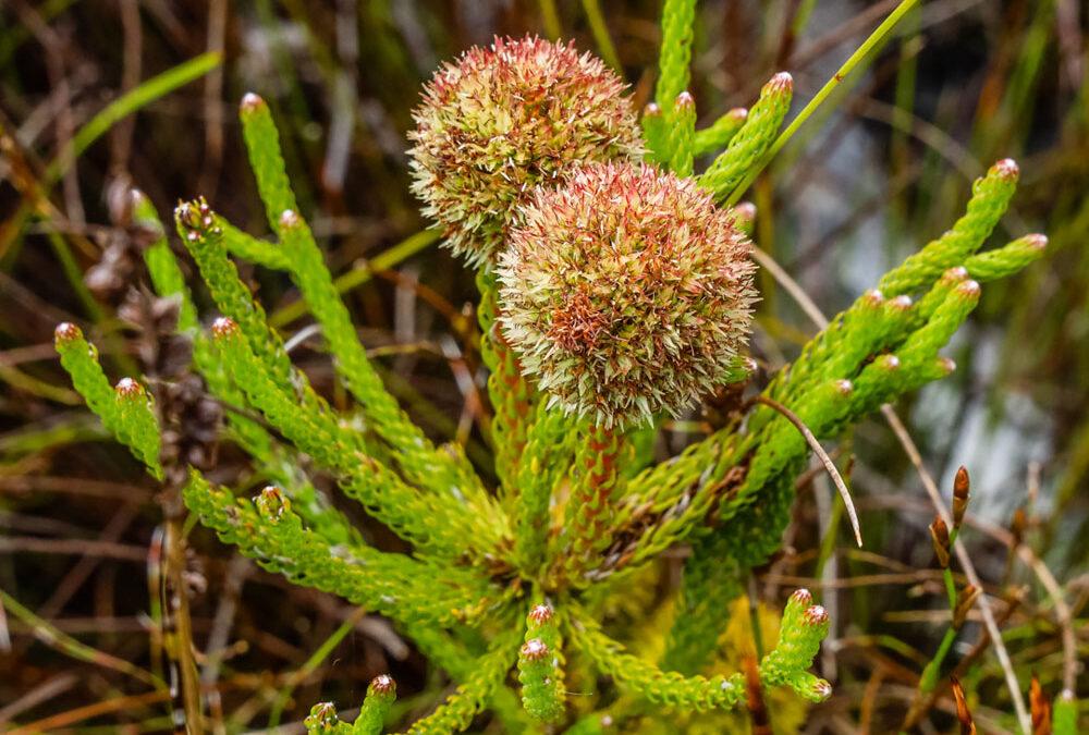 Brunia fragarioides