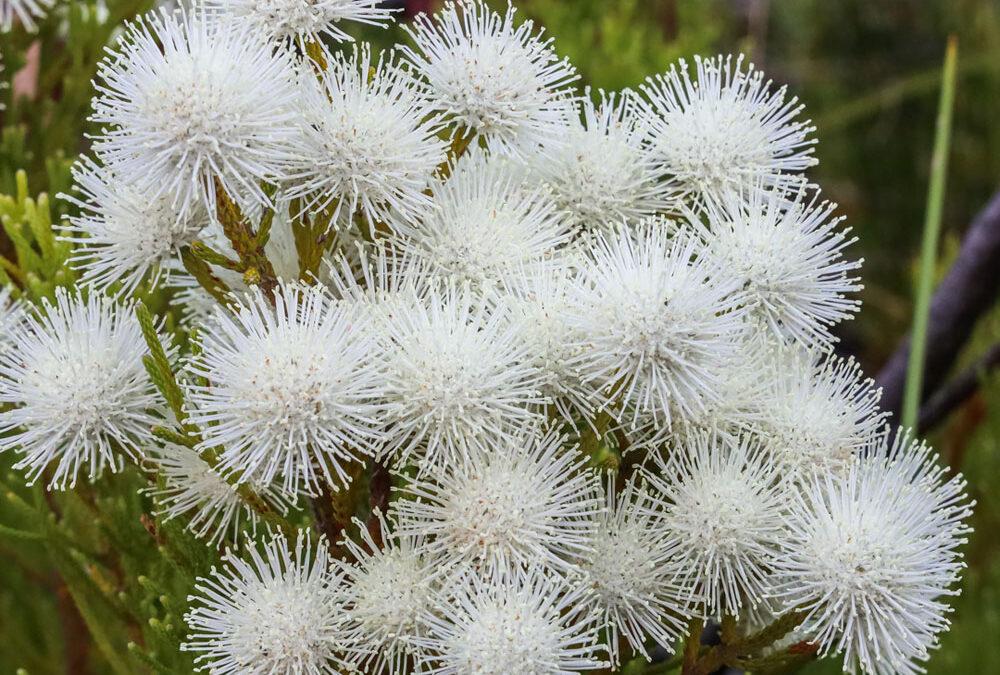 Brunia noduliflora