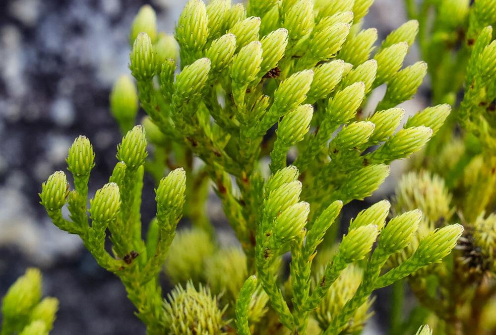 Brunia paleacea
